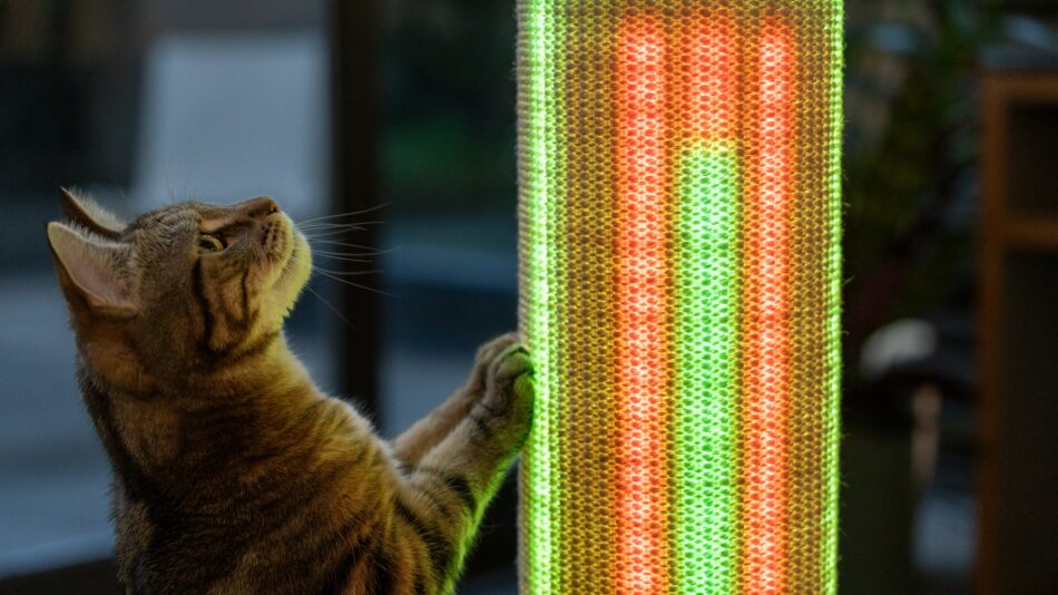 Kat kigger på de skarpe lys på Switch kradsetræet 