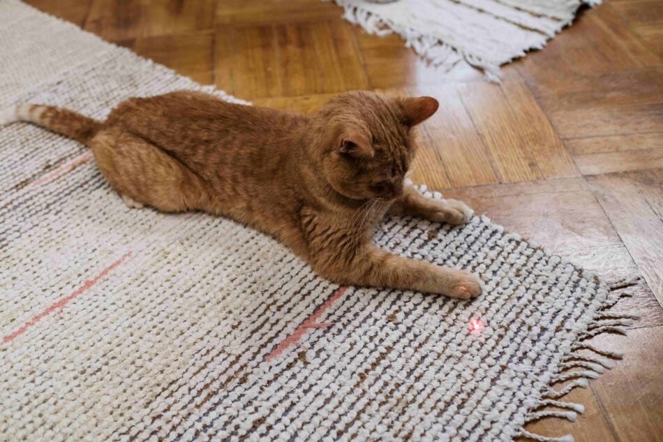 Kat leger med laserpointer på gulvet 