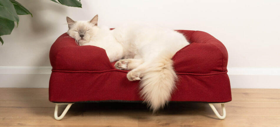 Kat sover på rød katteseng med støttekant 