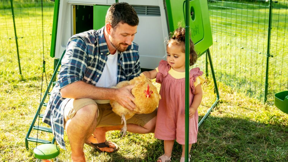 Mand holder en høne ved siden af ​​pige i Omlet walk-in hønsegård 