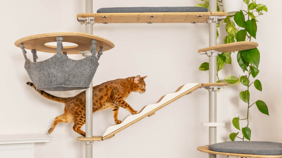 Kat klatrer på Omlet indendørs Freestyle-kattetræ - sådan forhindrer du at din kat keder sig
