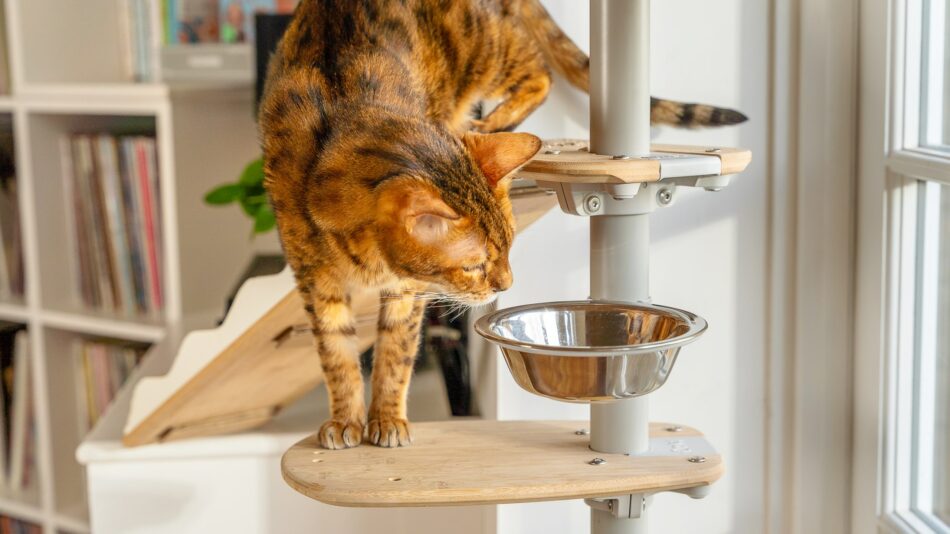 Kat, der klatrer ned af Freestyle-kattetræet til en skål med mad