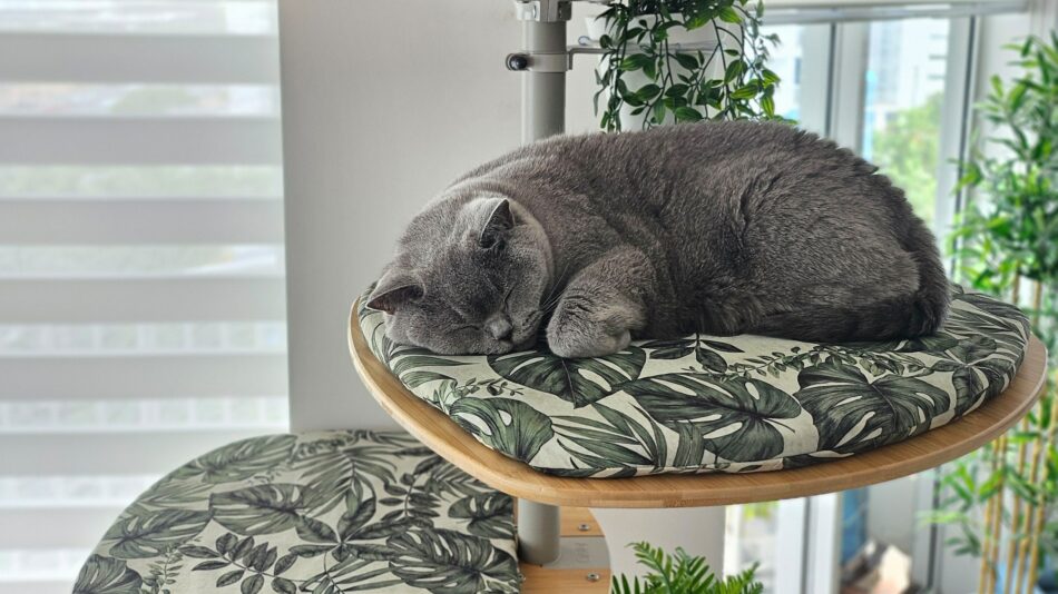 Kat, der sover på Omlet Freestyle-kattetræsplatformen