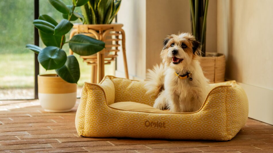 Terrier sidder i Omlet rede-seng