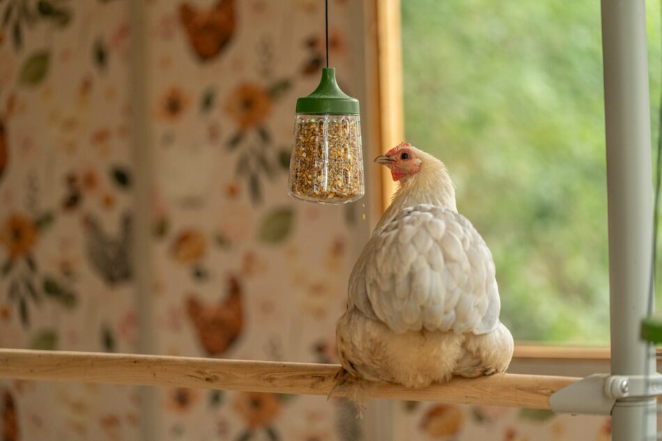 hons bruger peck toy siddende pa en omlet poletree honsepind