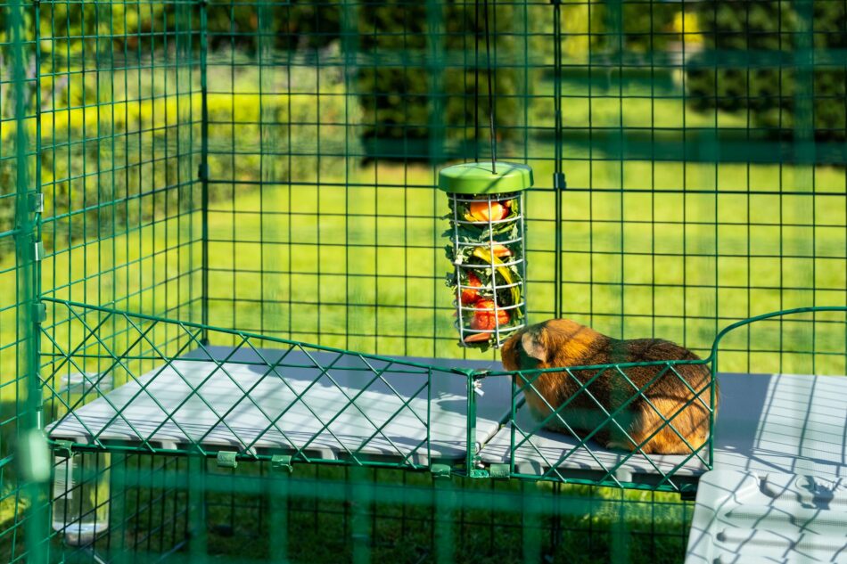 marsvin spiser fra caddi godbidsbeholder