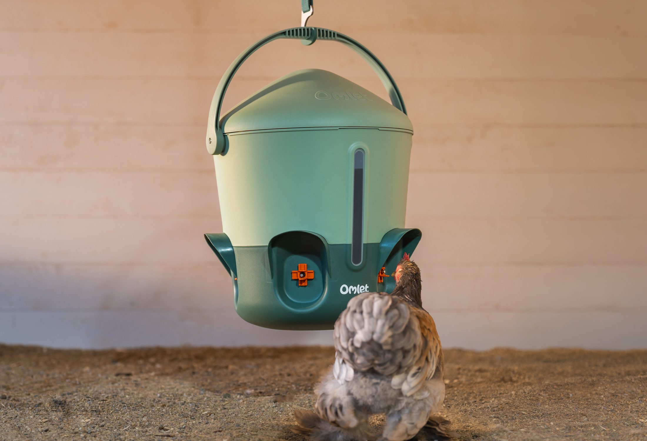 høne der drikker fra hængende nippel på en drikkeautomat
