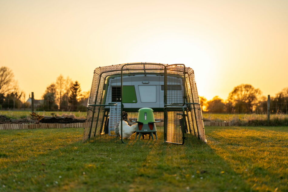 Eglu Pro hønsehus og Omlets smarte spildfri foderautomat i solopgang