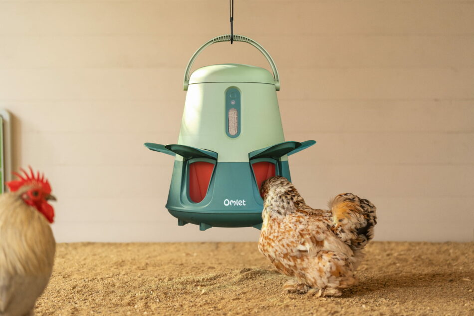 høne spiser foder fra en Omlet smart foderautomat