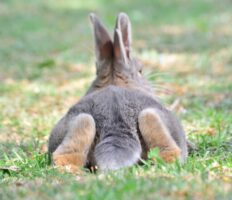 En kanin ligger ned på maven