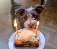 Brun hund ser på fødselsdagskage til hundefødselsdagsfest